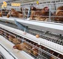 China OEM manufacturer Brooding Cages For Chickens - High ...