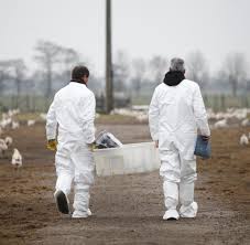 Dioxin kann in hoher dosierung krebs auslösen. Ursache Gefunden Huhner Pickten Bauschutt Und Legten Dioxin Eier Welt