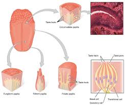 Image result for Filiform Papillae