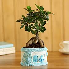 Free shipping on the entire range of bonsai tools to india and worldwide. Bonsai Plants Online Bonsai Tree Delivery In India Free Shipping Ferns N Petals