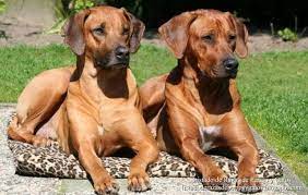 listado de razas de perros y gatos rhodesian ridgeback lion dog dogs