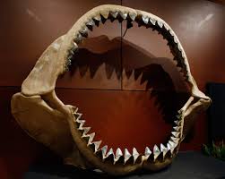Scientists who study modern sharks can look at a shark tooth and estimate fairly accurately how large that. Megalodon Prehistoric Tooth From World S Biggest Shark Discovered On North Carolina Beach