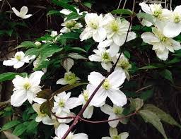 Aristata should be planted with some overhead shade in deep, cool soil. Clematis Montana Alba White Brenlissa Online Nursery