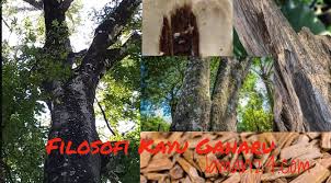 木, wood, wine, roots, ed wood, cassava, firewood, joystick, woodlouse, teak wood. Makna Dan Filosofi Kayu Gaharu