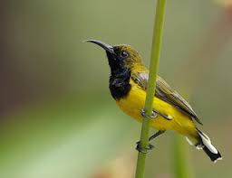 Jenis burung kolibri di indonesia memiliki banyak jenis yang berbeda. Tips Perawatan Kolibri Ninja Harian Lengkap