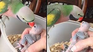 Beli jual burung kakak tua online berkualitas dengan harga murah terbaru 2021 di tokopedia! Lihat Aksi Burung Kakaktua Ucapkan I Love You Dan Good Morning Saat Beri Makan Anaknya Gemas Tribunstyle Com