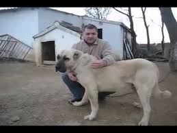 Aksaray Malakli Coban Kopegi Aksaray Malaklisi Youtube