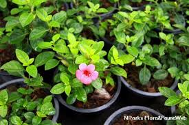 Image result for Barleria rhynchocarpa