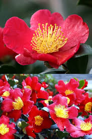 Buy Yuletide Camellia Sasanqua Plants For Sale Online From Wilson Bros Gardens Yuletide Camellia Plants Yuletide