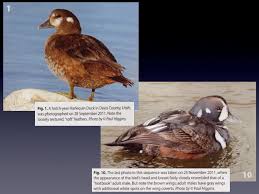 How The Harlequin Duck Lost His Life Aba Blog