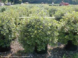 Pjm Rhodeodendron Rose Hedge Rhododendron Landscape