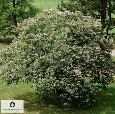 Image result for Clerodendrum fuscum