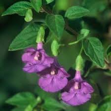 Image result for Tinnea