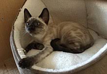 The bengal cat is highly active. Bengal Cat Wikipedia