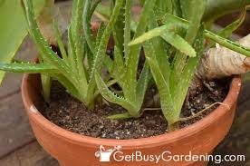 Received these pics from aloe and vera's former family on august 12. How To Propagate Aloe Vera By Division Get Busy Gardening