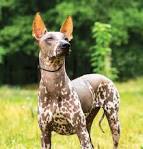 Mexican Hairless For Sale - Hoobly Classifieds