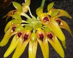 Image result for Bulbophyllum vulcanicum