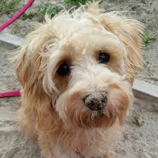 Da ich allergikerin und asthmatikerin bin, habe ich bereits muss mich da nicka anschließen es gibt definitiv keine hunderassen die für allergiker besonders geeignet sind, da die meisten leute nicht gegen. Sind Schnoodle Allergiker Geeignet Schnoodle Hybridhunde Aus Zwergschnauzer Und Zwergpudel Doodle