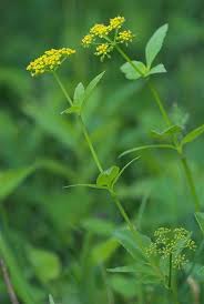 Image result for Sium repandum