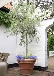 Though the arbequina olive tree can be planted outside, it's usually best suited for indoor growth. Category Container Gardening Zenith Holland Gardens