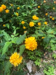 Image result for Kerria japonica