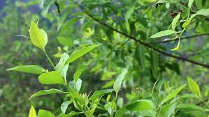 Image result for Salvadoraceae