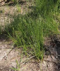Image result for Eleocharis variegata