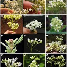 Image result for Triainolepis sancta