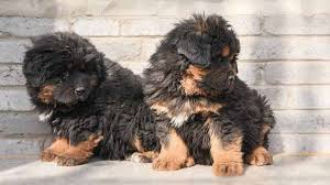 Purchase tibetan mastiff breed dogs at the best price: Tibetan Mastiff Price Temperament Life Span