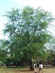 Image result for Albizia antunesiana