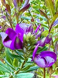 Image result for Polygala myrtifolia