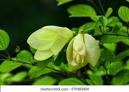 Image result for Bauhinia tomentosa