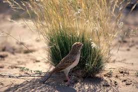 Image result for Stipagrostis hirtigluma