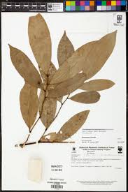 Image result for Cleistochlamys kirkii