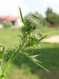 If it's a big one spraying won't reach, cut through the trunk a foot from the ground and immediately paint the cut surface with roundup or brush killer. Plant Thistle Macro Nature Spikes Summer Flower Weed Wild Plant Field Plant Clarity Pikist