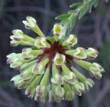 Image result for Gnidia