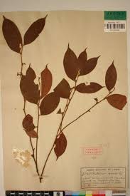 Image result for Chaetocarpus