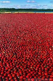 11 5 8 Ocean Spray Makes Me Feel Ideas Ocean Spray Drinks With Cranberry Juice Cranberry Bog