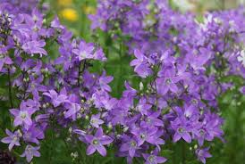 Campanula Lactiflora Prichard S Variety Milky Bellflower Syn Pritchard S Variety Plants Campanula Crocus Plants
