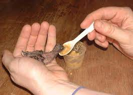 Kaytee Exact Hand Feeding Baby Bird Baby Bird Food Baby Feeding Bird Care