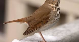 Identification Birds Of North Georgia Hermit Thrush Southeast Georgia In Our Yard Backyard Birds Pet Birds Beautiful Birds