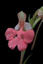 Image result for Habenaria disparilis