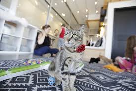 Bakery, breakfast, brunch, coffee shop, european • menu available. Spokane S Kitty Cantina Cat Cafe Offers A Laid Back Space For Cat Lovers And Adoptable Cats To Meet Food News Spokane The Pacific Northwest Inlander News Politics Music Calendar