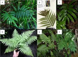 Image result for Thelypteridaceae