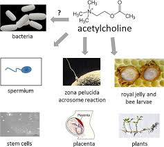 Acetylcholine synthesis and vesicular loading Non Neuronal Acetylcholine Involved In Reproduction In Mammals And Honeybees Wessler 2017 Journal Of Neurochemistry Wiley Online Library