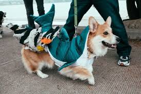 Get it as soon as wed, jun 16. Photos Corgis In Costumes On Parade At Green Lake Katu