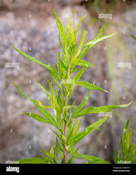 Image result for Hypericum quartinianum