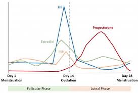 normal menstrual cycle intechopen