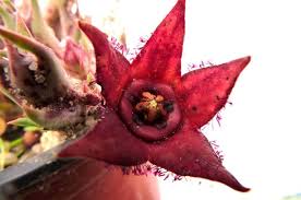 Image result for Orbea paradoxa