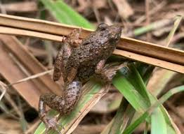 Image result for Blepharis reekmansii